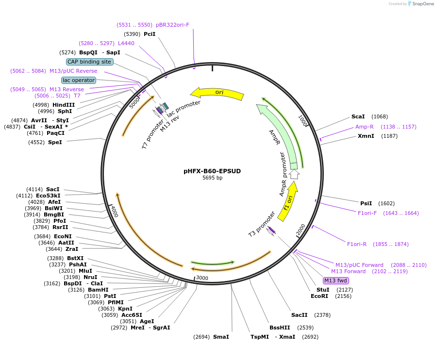 174390-plasmid-map-sequence-id-343842