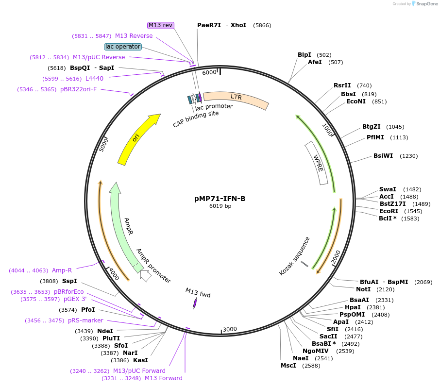 174597-plasmid-map-sequence-id-343844