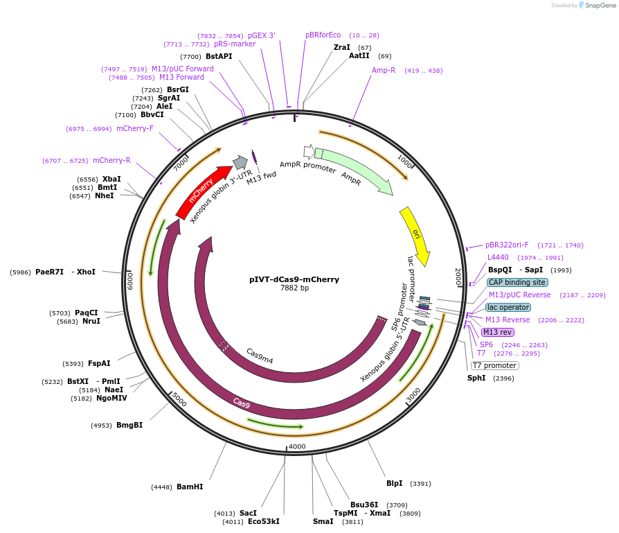 174443-plasmid-map-sequence-id-343847