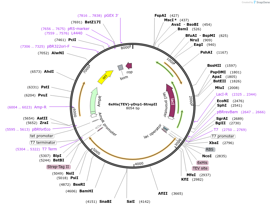 174427-plasmid-map-sequence-id-343850
