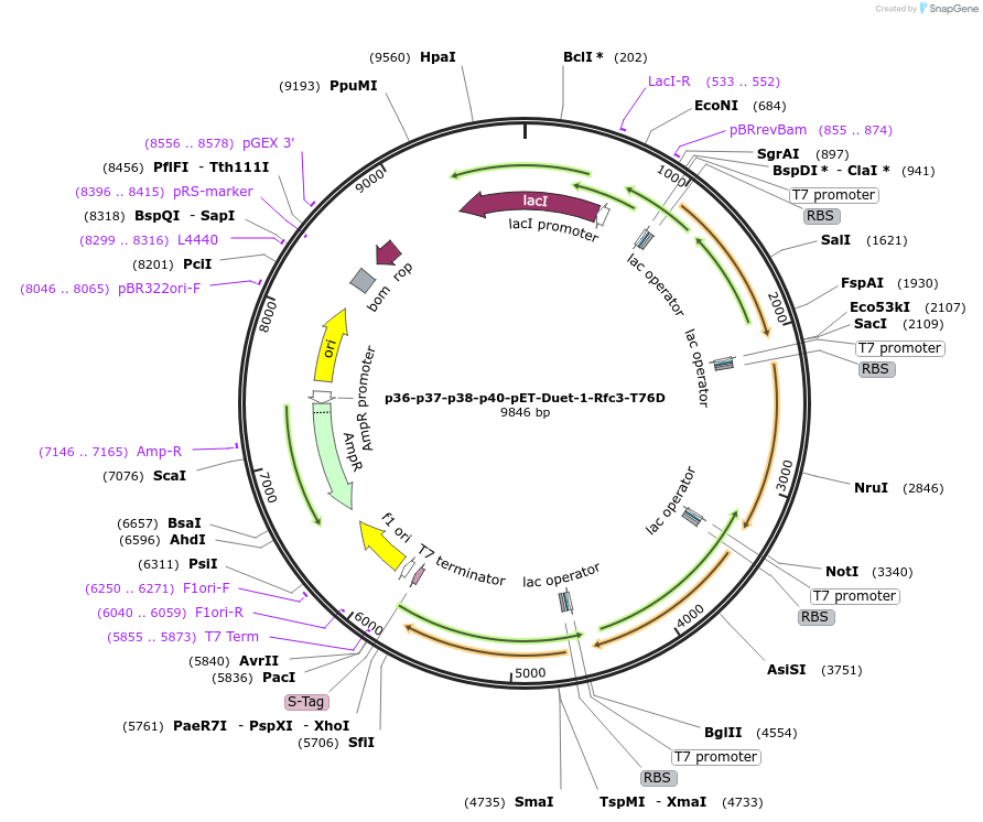 175051-plasmid-map-sequence-id-343856