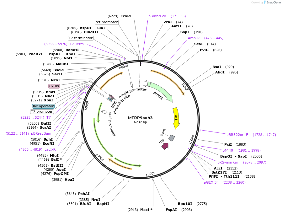 175794-plasmid-map-sequence-id-343858