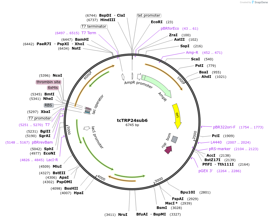 175795-plasmid-map-sequence-id-343860