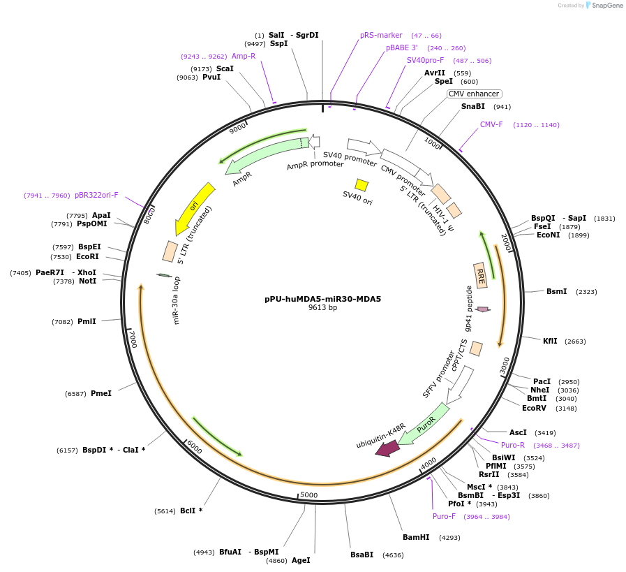 174224-plasmid-map-sequence-id-343870