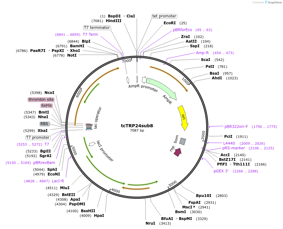 175796-plasmid-map-sequence-id-343872