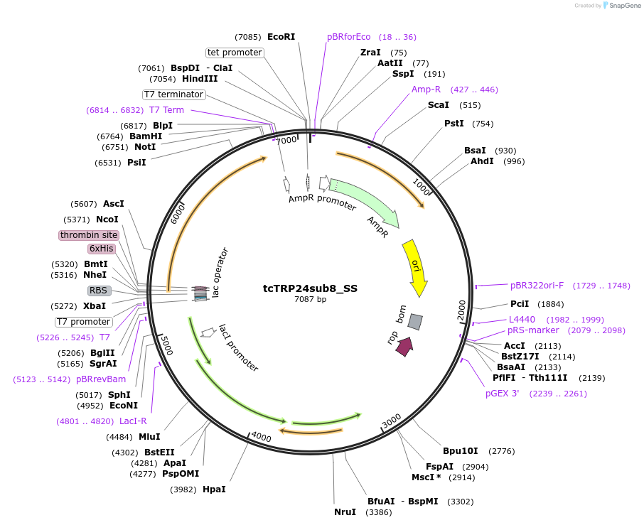 175798-plasmid-map-sequence-id-343874