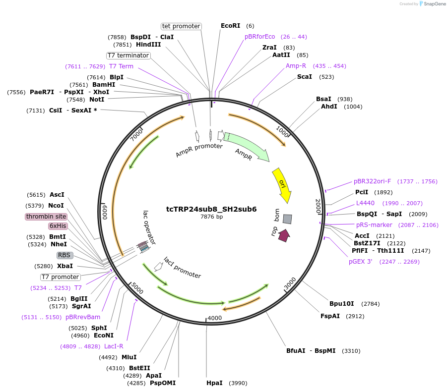 175799-plasmid-map-sequence-id-343875