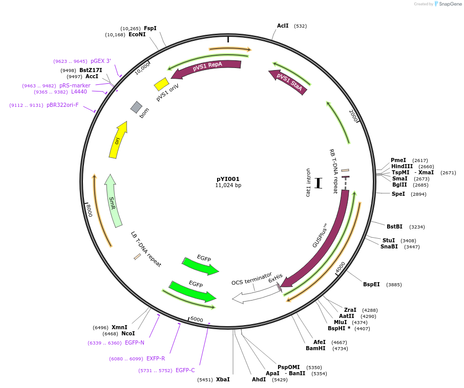 170833-plasmid-map-sequence-id-343883