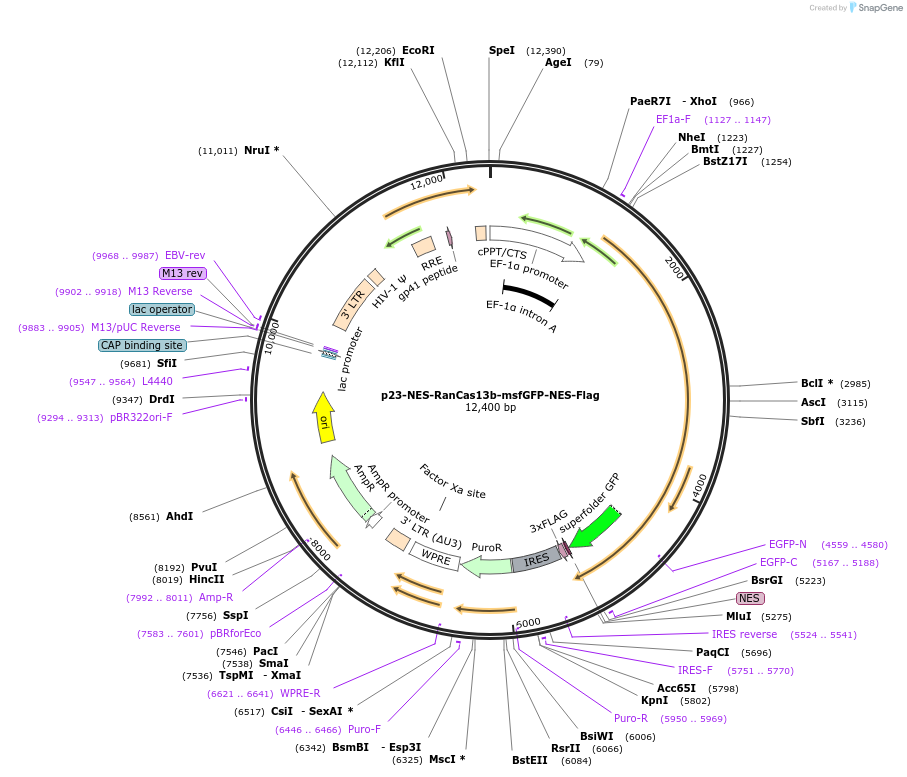 165073-plasmid-map-sequence-id-343891