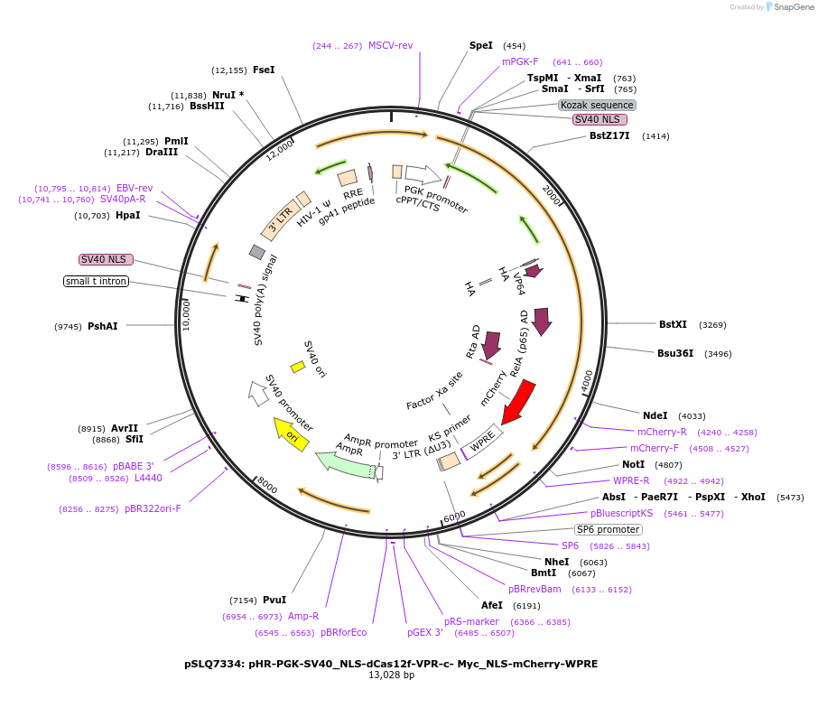 176268-plasmid-map-sequence-id-343928