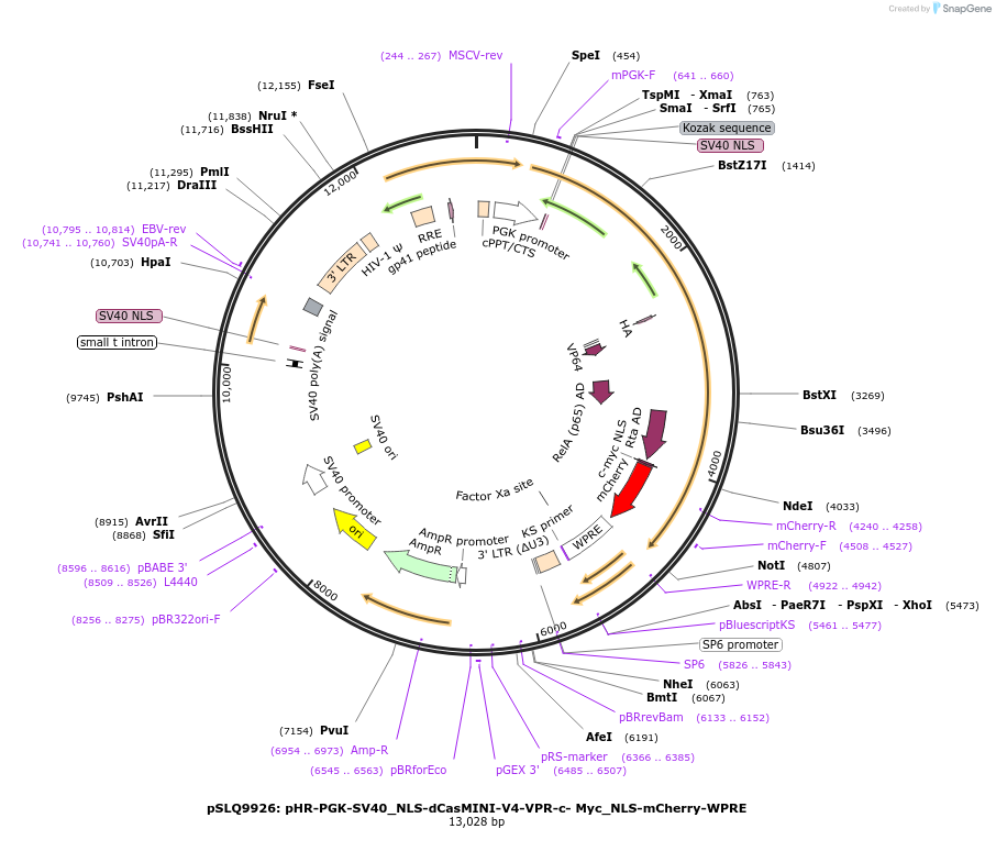 176269-plasmid-map-sequence-id-343929