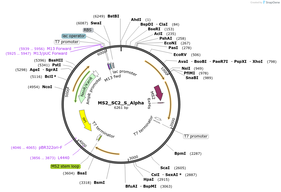 175045-plasmid-map-sequence-id-343939