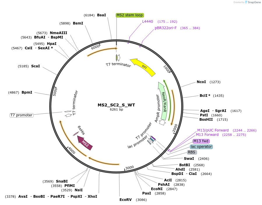 175044-plasmid-map-sequence-id-343940