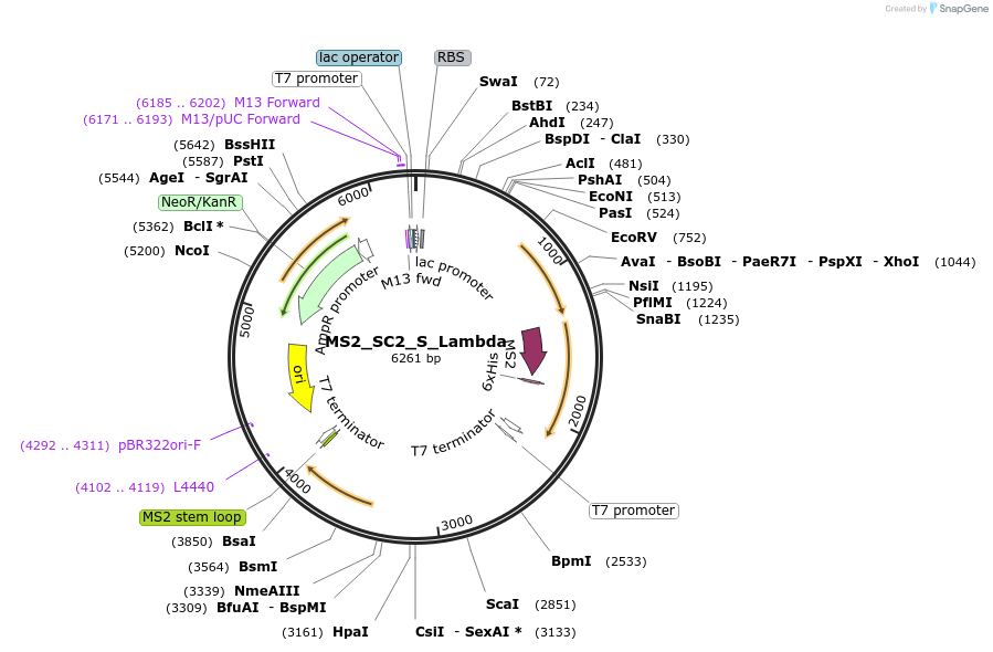 175048-plasmid-map-sequence-id-343943