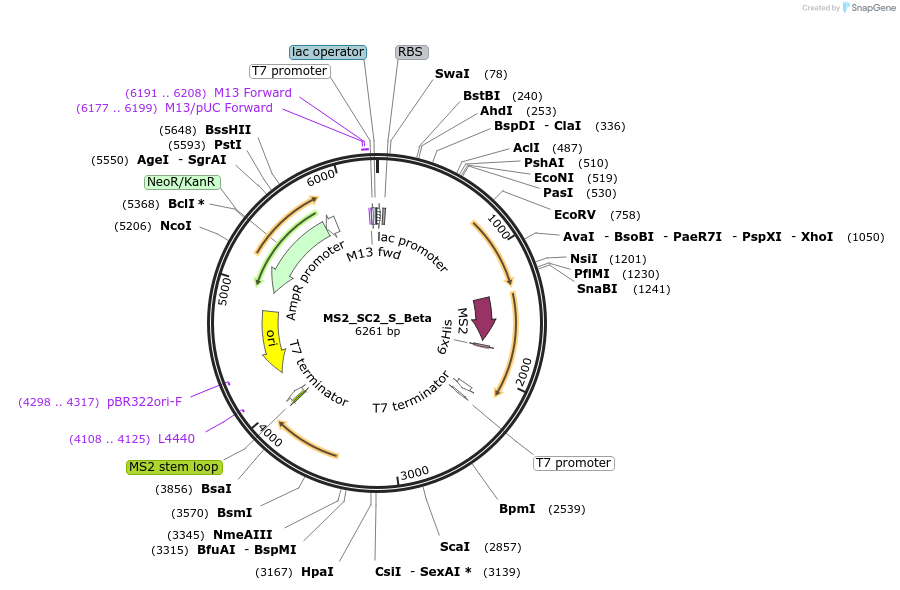 175046-plasmid-map-sequence-id-343944