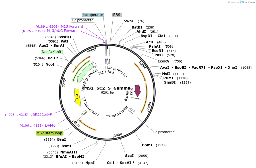 175047-plasmid-map-sequence-id-343946