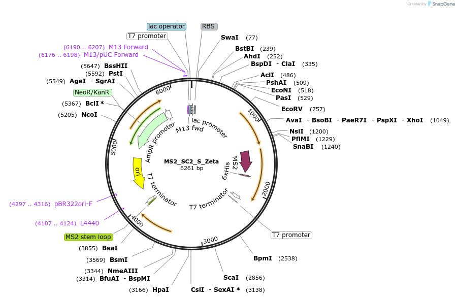175952-plasmid-map-sequence-id-343947