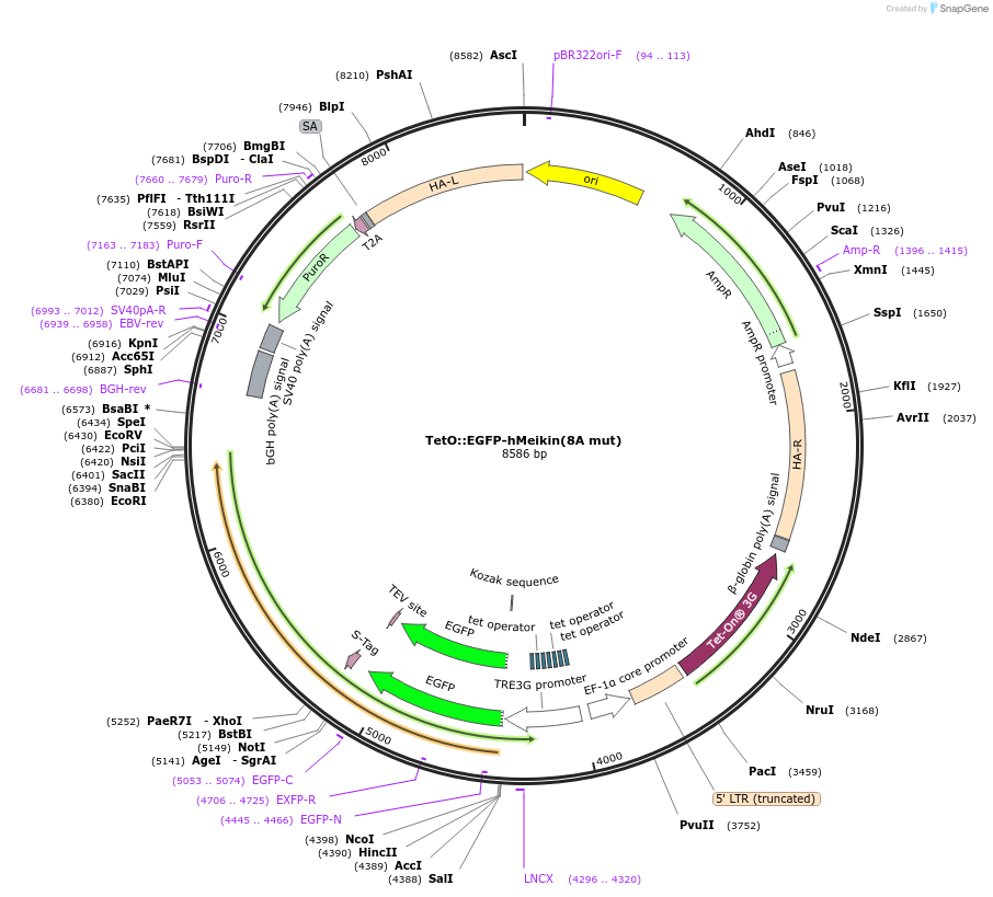 174707-plasmid-map-sequence-id-344137