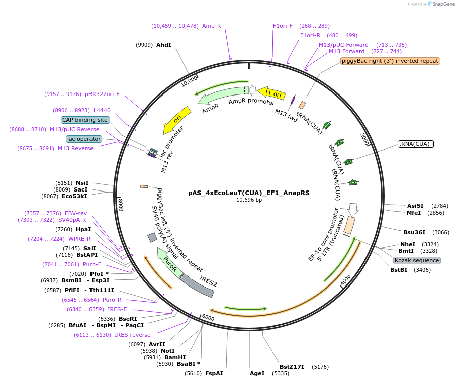 174894-plasmid-map-sequence-id-344138