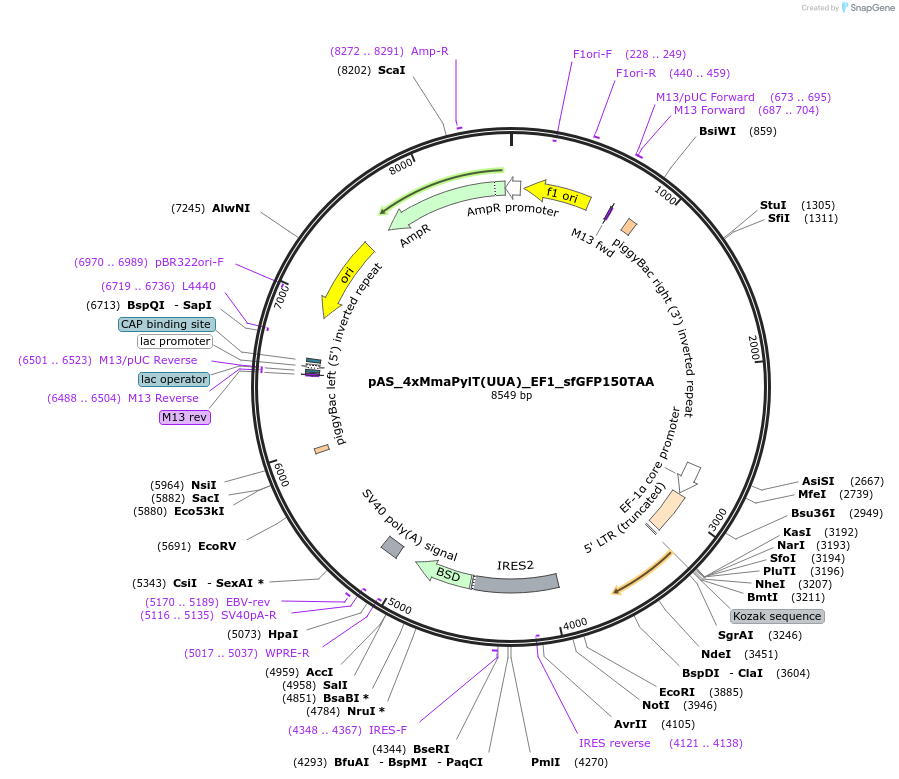 174897-plasmid-map-sequence-id-344140