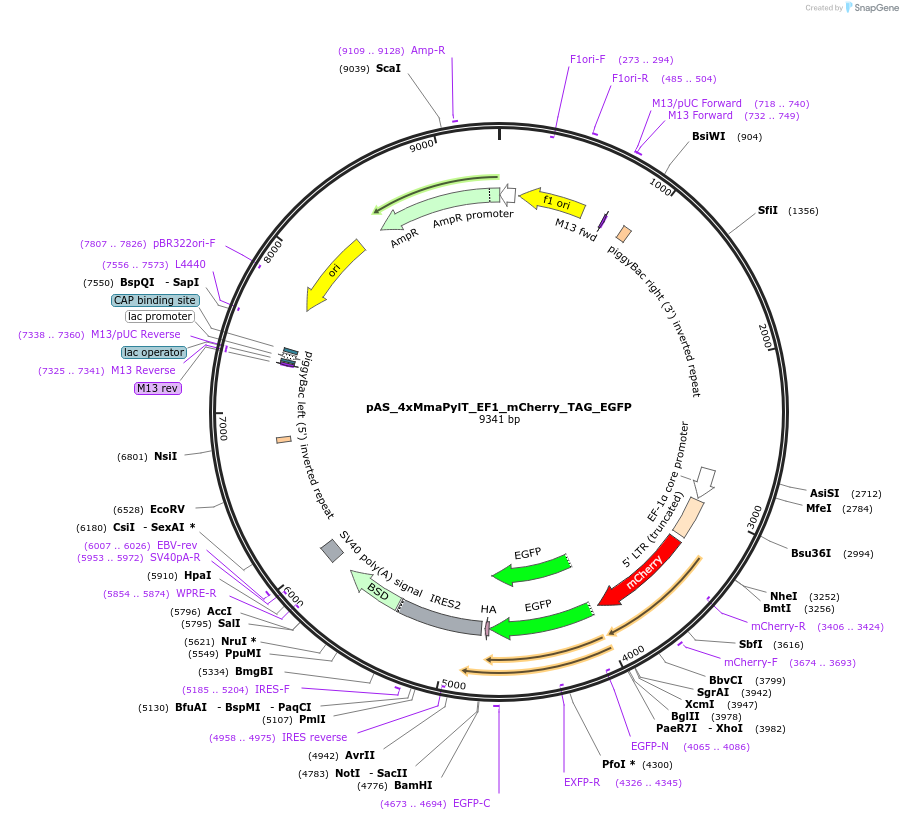 174893-plasmid-map-sequence-id-344146