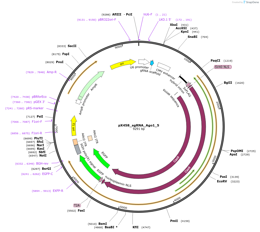 172470-plasmid-map-sequence-id-344150
