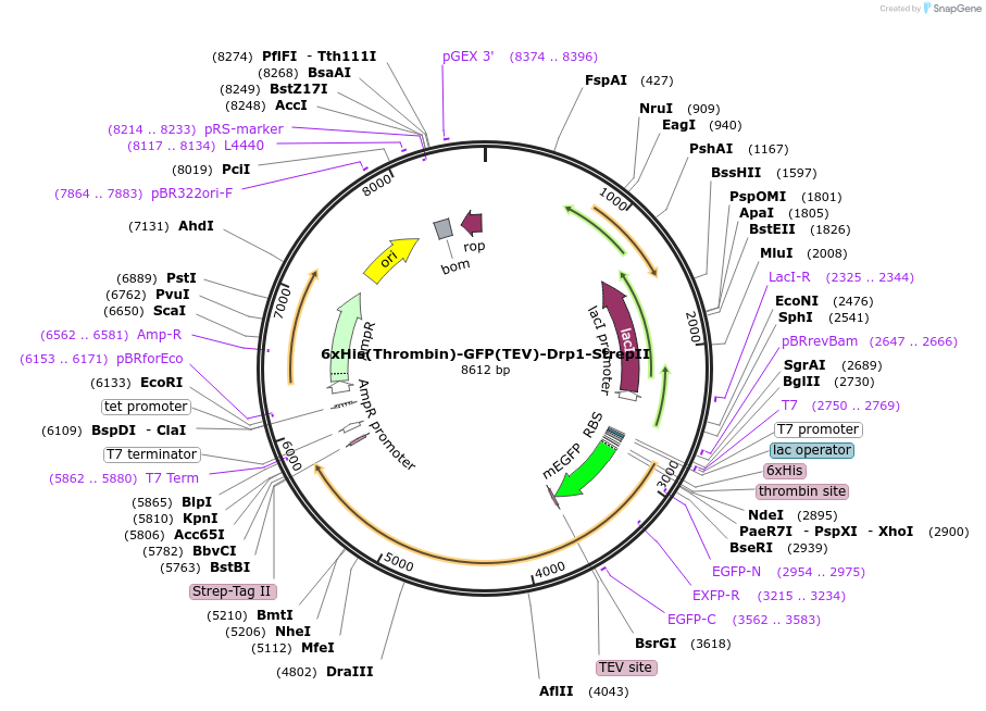 174424-plasmid-map-sequence-id-344446