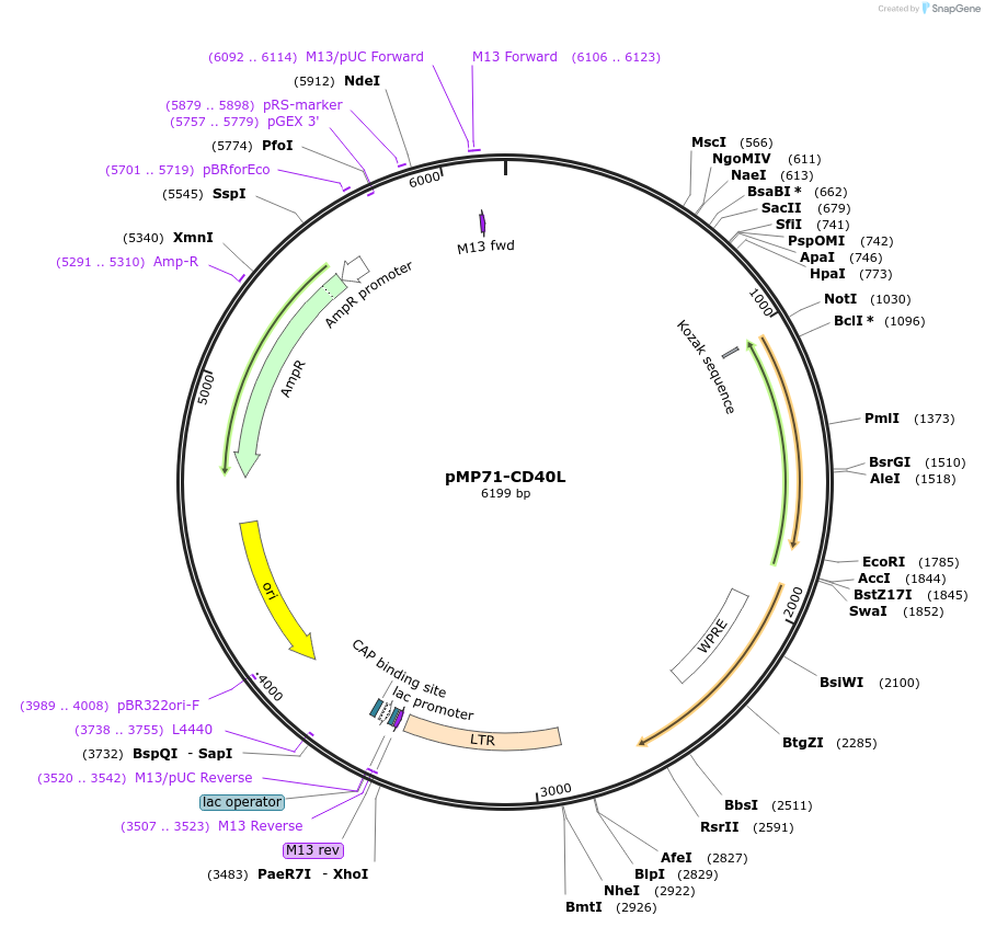 174595-plasmid-map-sequence-id-344453
