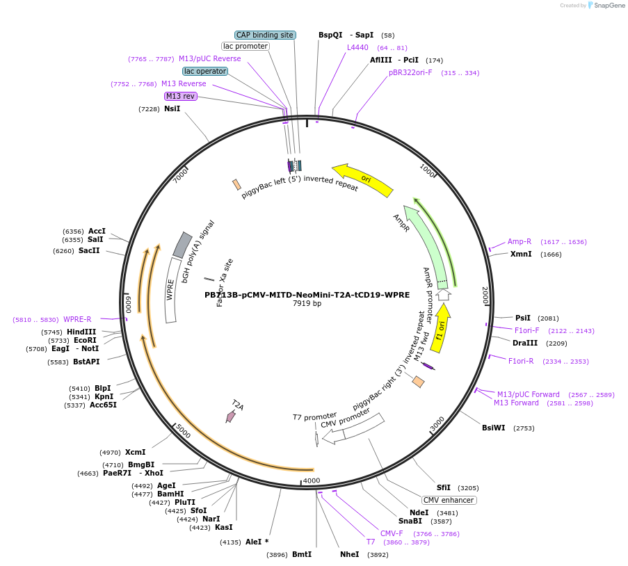 174610-plasmid-map-sequence-id-344455