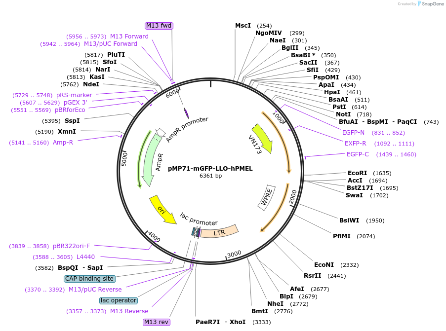 174607-plasmid-map-sequence-id-344456