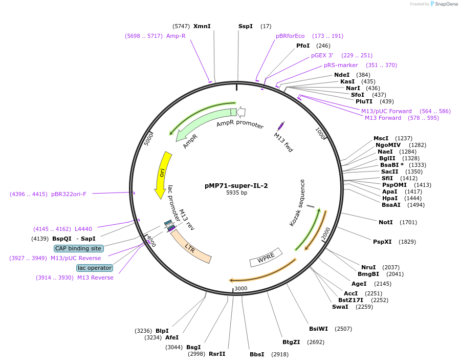 174599-plasmid-map-sequence-id-344458