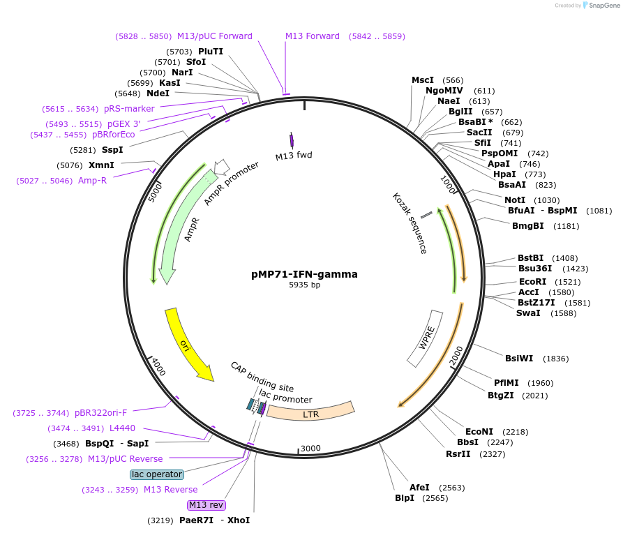174602-plasmid-map-sequence-id-344461
