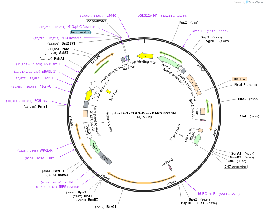 167195-plasmid-map-sequence-id-344529