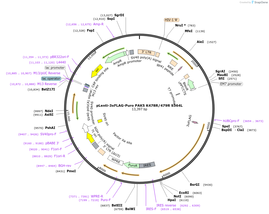 167199-plasmid-map-sequence-id-344530