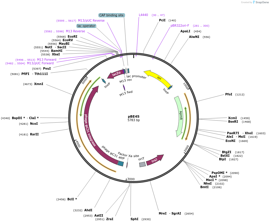 174655-plasmid-map-sequence-id-344531