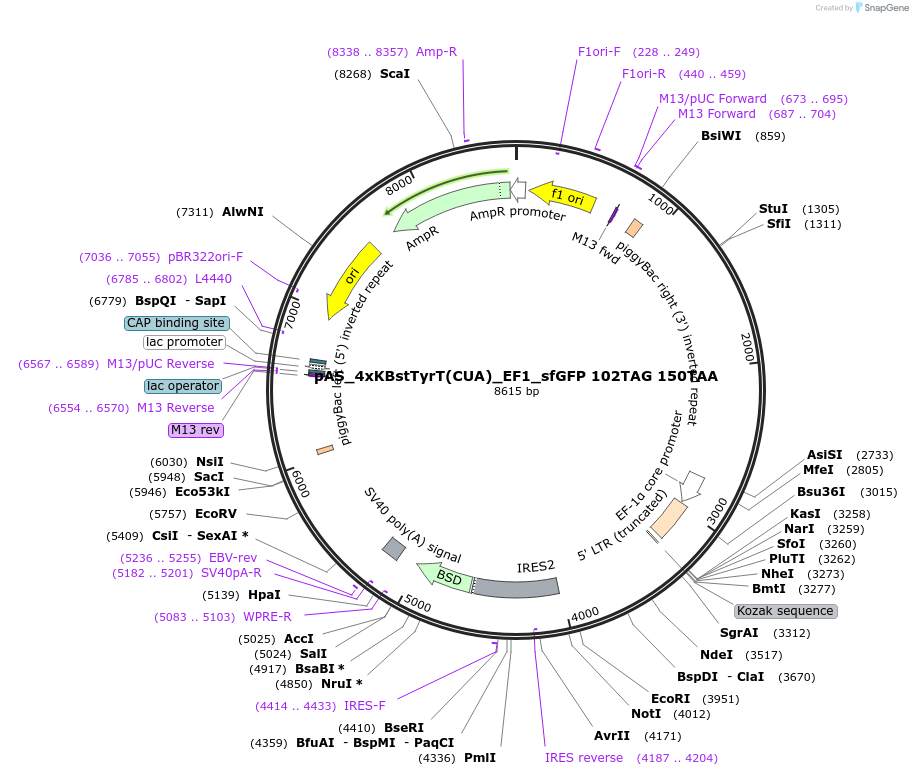 174895-plasmid-map-sequence-id-344541