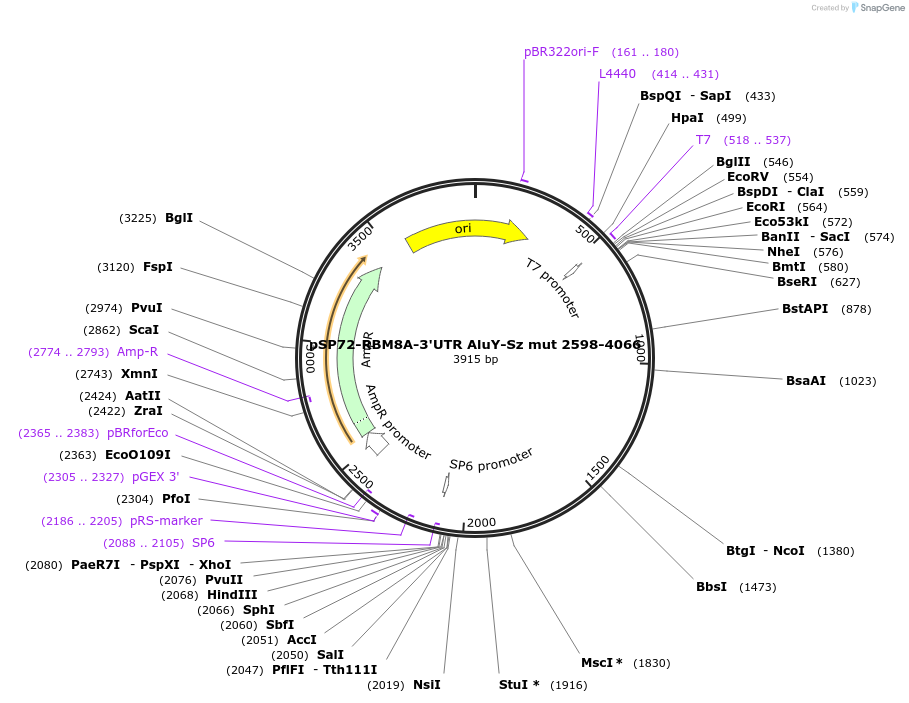 175586-plasmid-map-sequence-id-344594