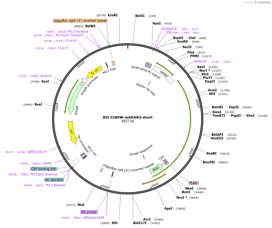 175588-plasmid-map-sequence-id-344597