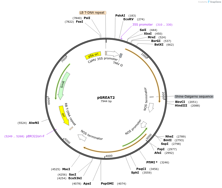 170890-plasmid-map-sequence-id-344598