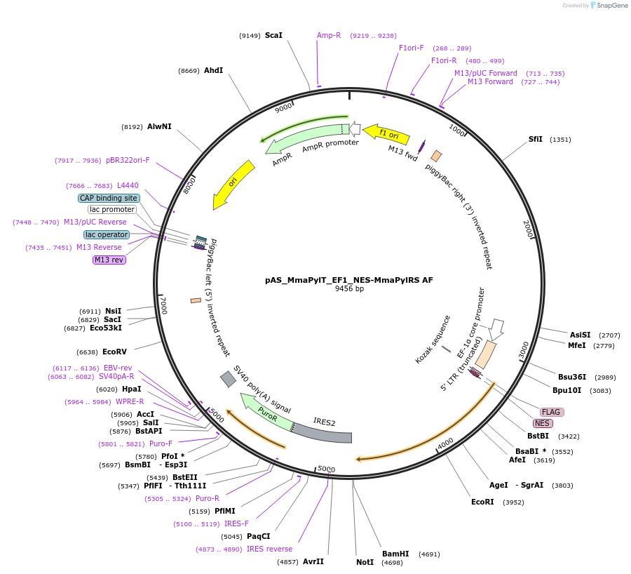 174902-plasmid-map-sequence-id-344602