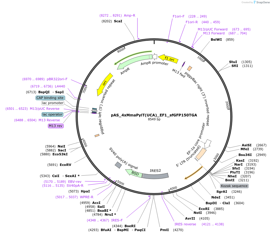 174898-plasmid-map-sequence-id-344604