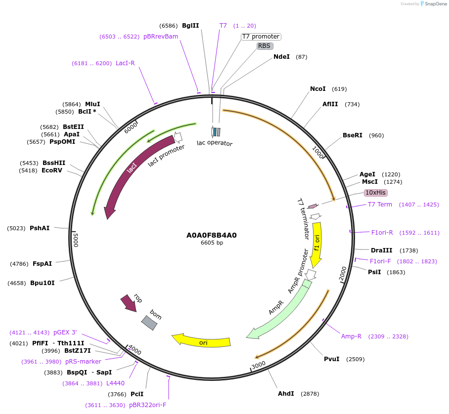 163188-plasmid-map-sequence-id-344608