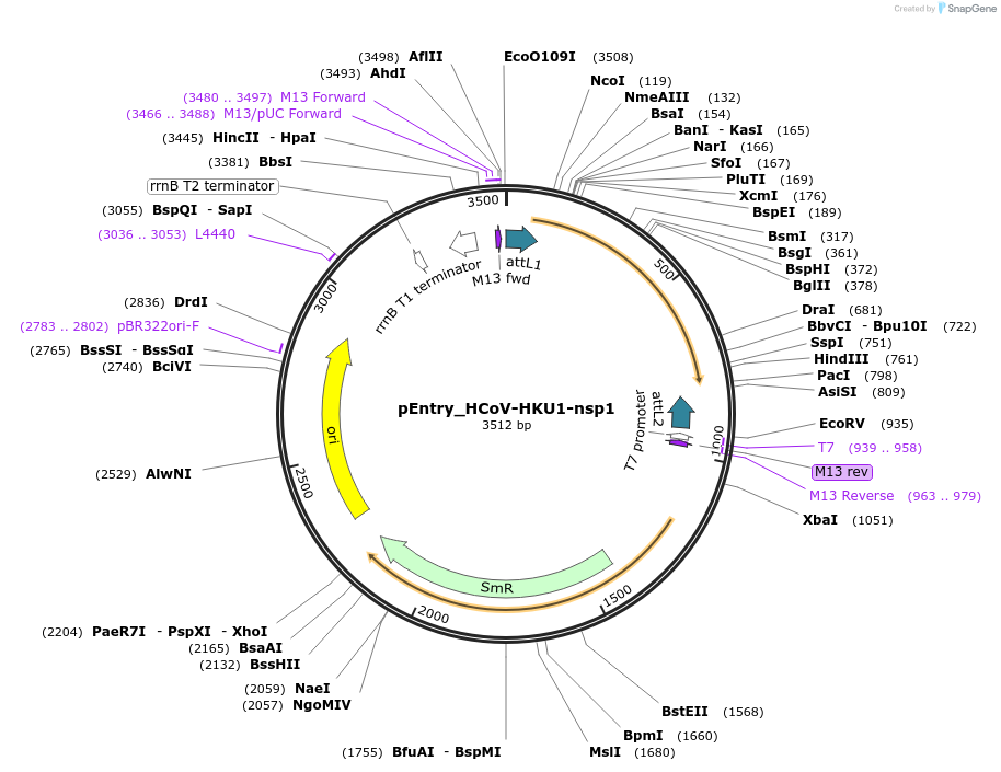 168893-plasmid-map-sequence-id-344610
