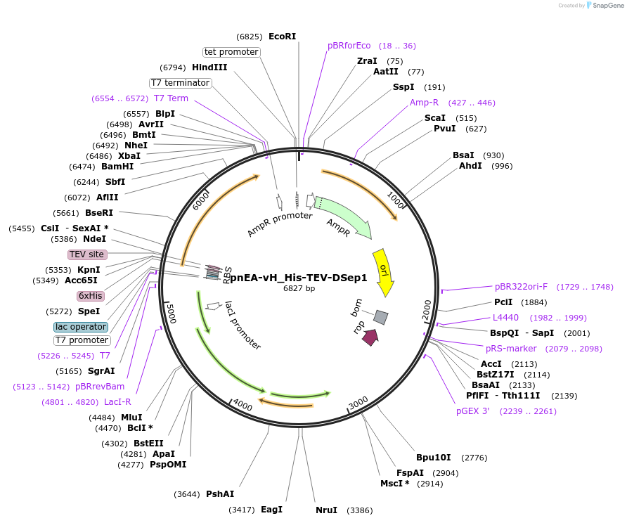 174493-plasmid-map-sequence-id-344637