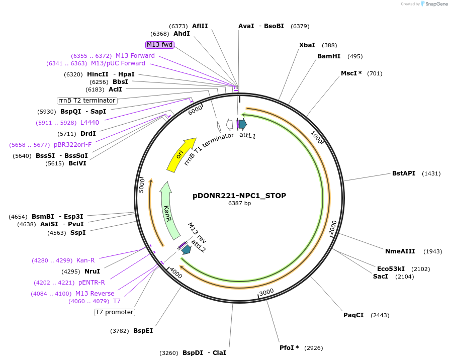 161461-plasmid-map-sequence-id-344648