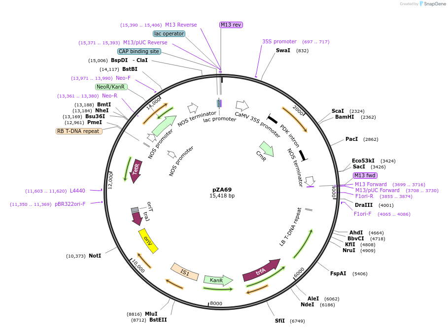 174782-plasmid-map-sequence-id-344649