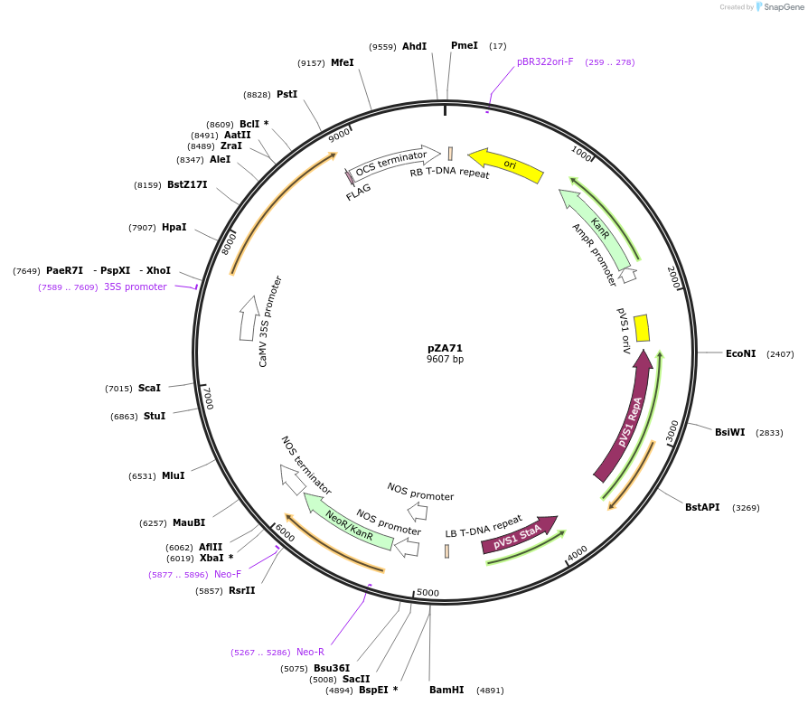 174785-plasmid-map-sequence-id-344652
