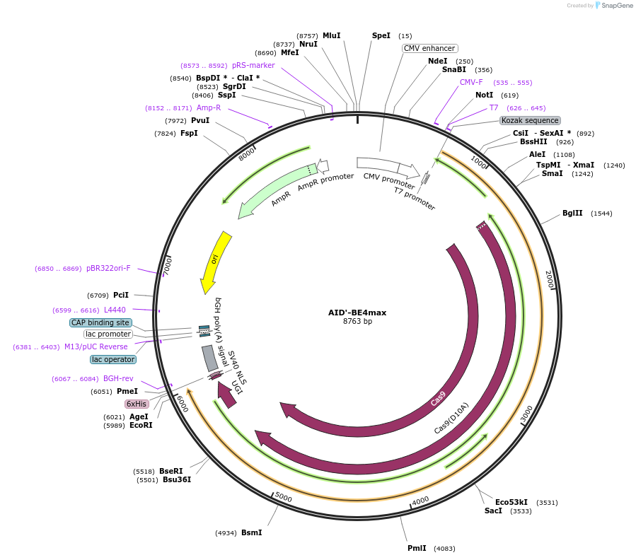 174696-plasmid-map-sequence-id-344660