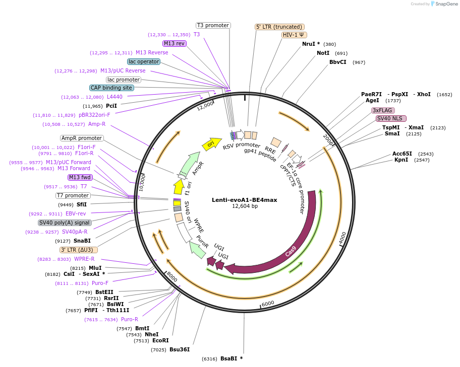 174700-plasmid-map-sequence-id-344662