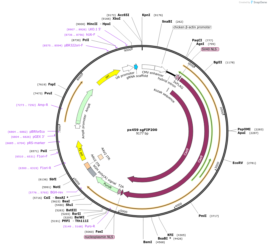 175024-plasmid-map-sequence-id-344677